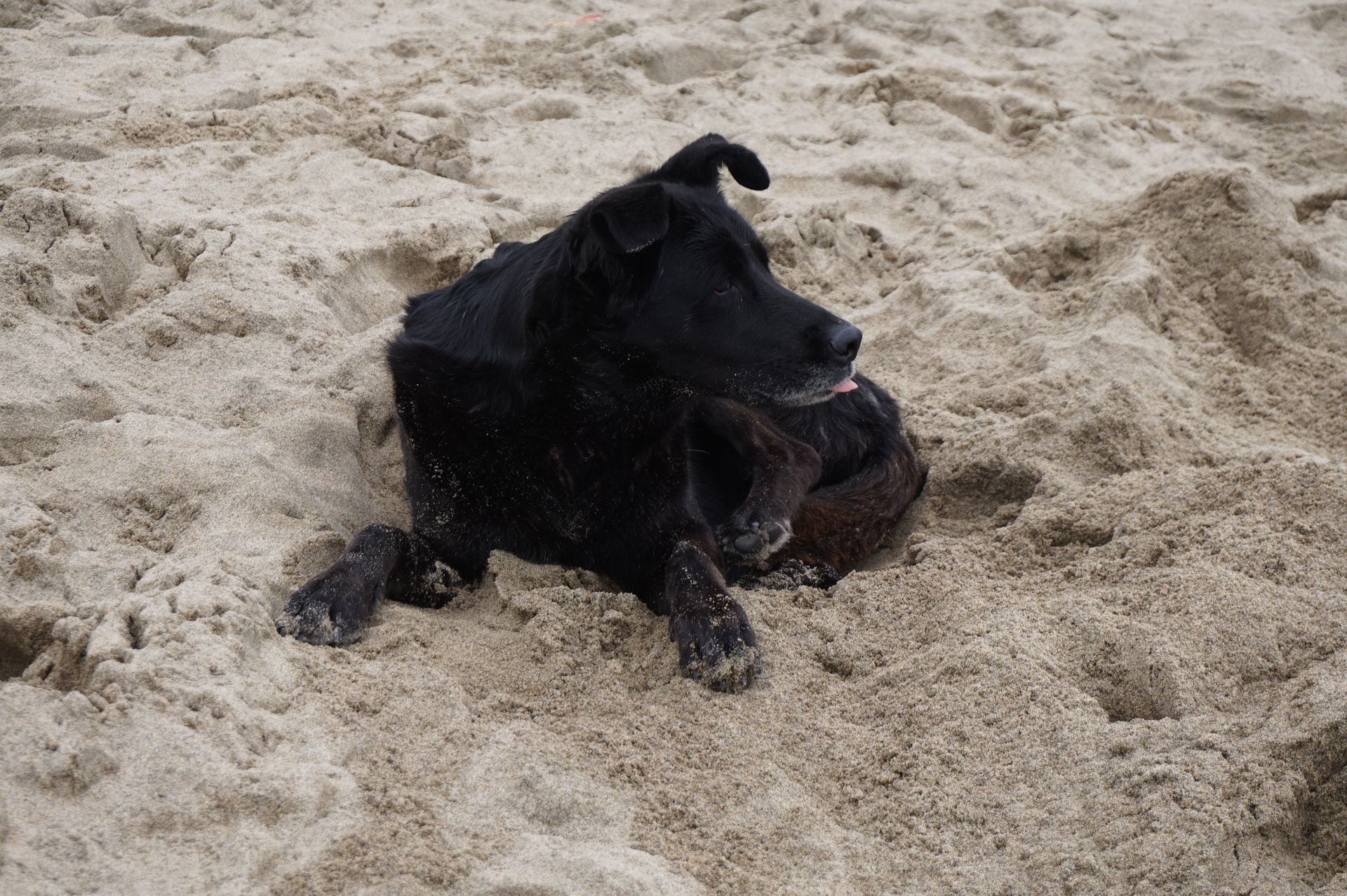 チリ バルパライソ ビーニャ・デル・マル 旅行 浜辺犬