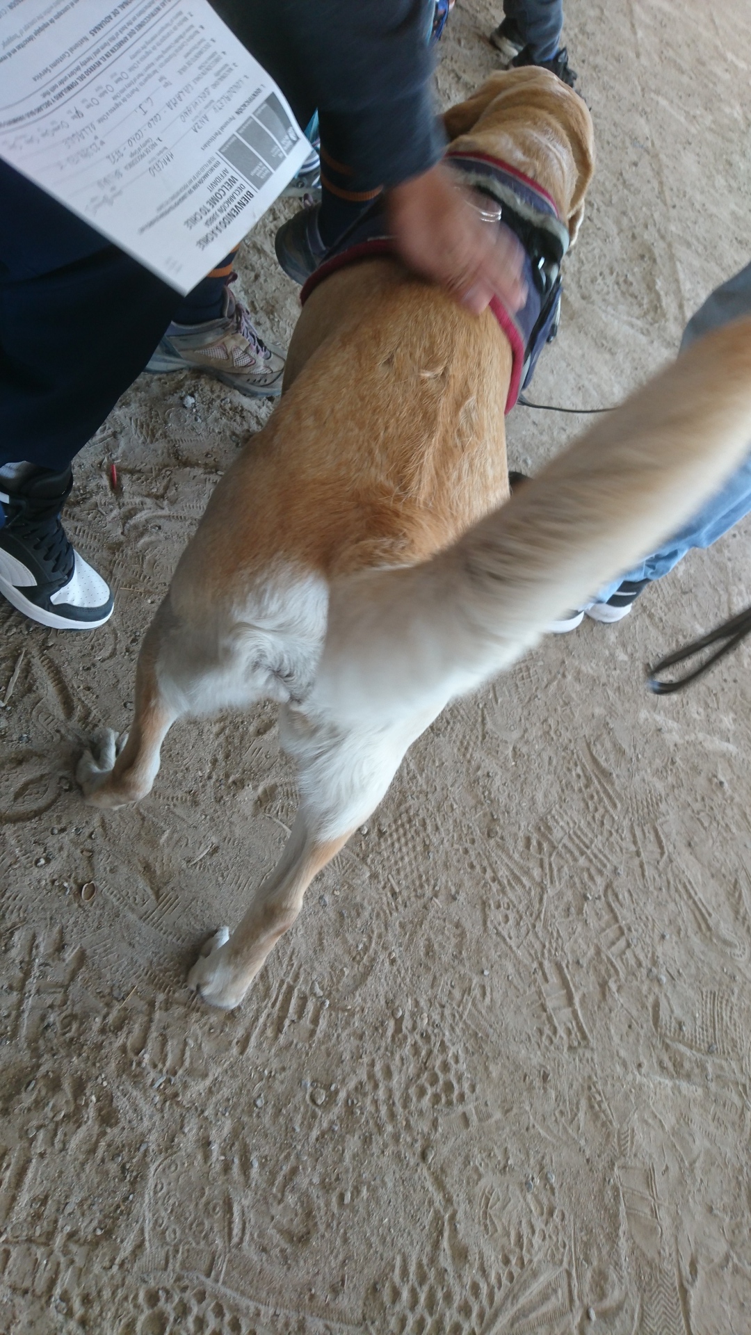 チリ ボリビア ウユニ旅行 カラマ 検査犬